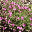 Phlox douglasii 'Crackerjack'